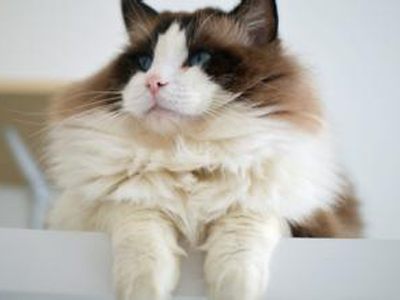 1450331999419000.jpg 布偶猫.jpg