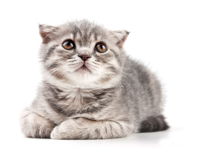 1453534354143884.jpg 猫咪.jpg