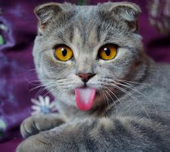 1457419516851064.jpg 猫咪舌头.jpg