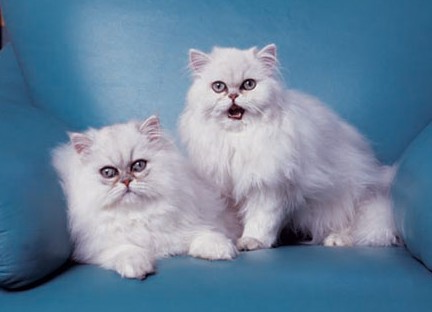 金吉拉猫咪.jpg