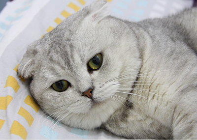1470992390470007.png 英短猫咪.png