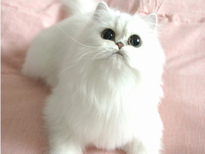 1472531063179465.png 波斯猫咪.png