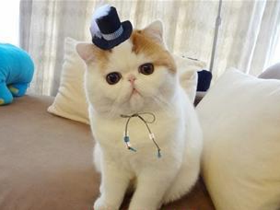 1472718066837387.png 异国短毛猫111.png