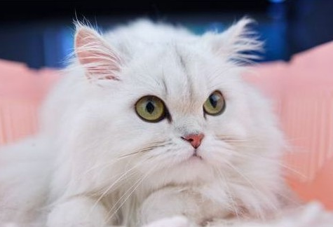 1472718115889613.jpg 金吉拉猫.jpg