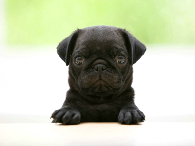 1476336705530816.jpg animal_hd_fun_animals_1920x1200_1867_3.jpg