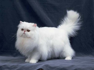 1476611287196564.png 波斯猫.png