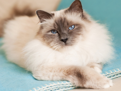 1482478894440150.jpg 伯曼猫.jpg