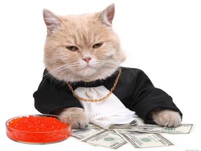 1482819397424337.jpg 猫猫1.jpg
