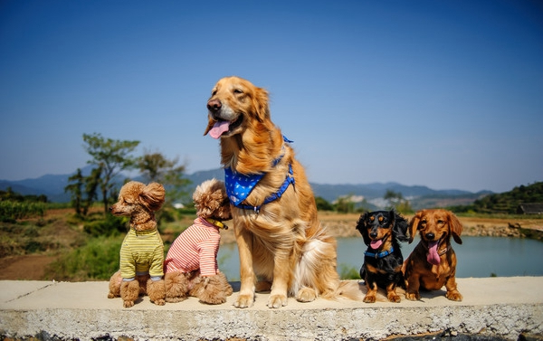 泰迪犬 (5).jpg