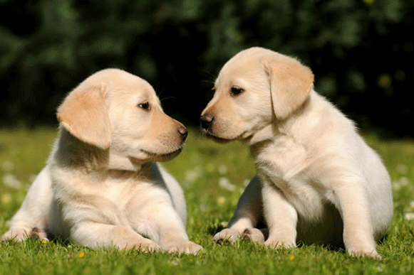 1492677291775457.gif 3456dc.gif