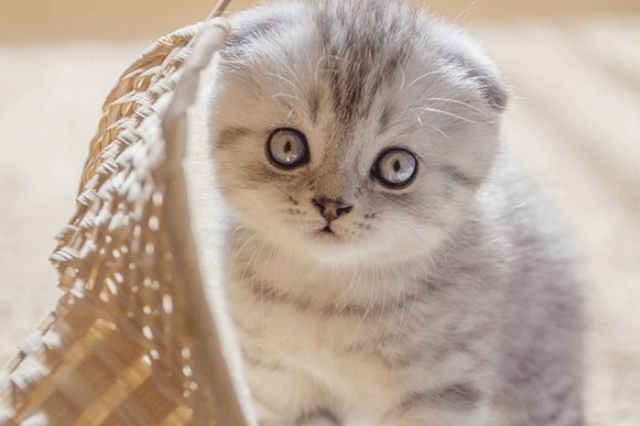 1501580511713034.gif ghuy7u.gif