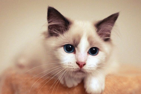 1503057637962337.gif mjgrew.gif