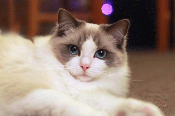 1505905708411336.gif vbhty.gif