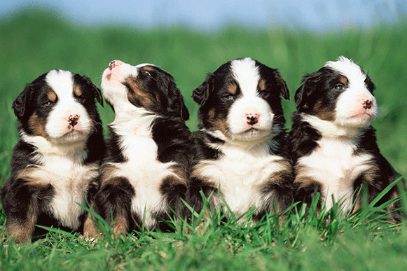 1519897234704701.gif 4499633_234733192000_2.gif