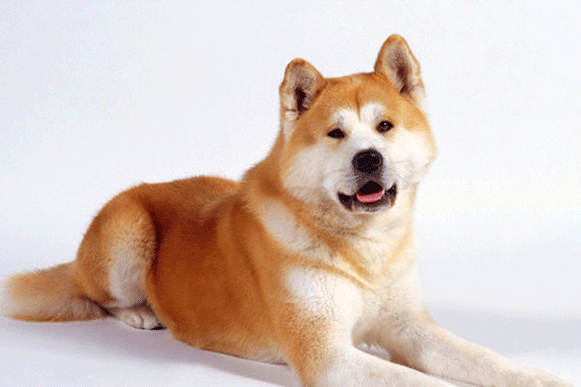1519897325927520.gif cghjhgf.gif